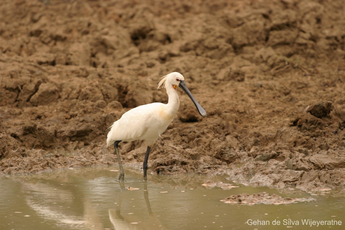 Platalea leucorodia Linnaeus, 1758